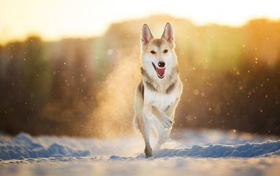 Portrait of dog running on snow covered land