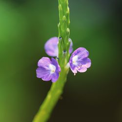 Close-up of flower blooming outdoors