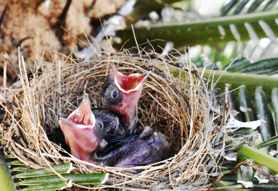 Close-up of birds in nest