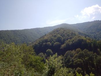 Scenic view of forest against sky