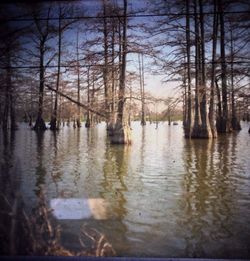 Reflection of bare trees in river