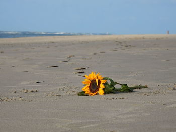 Close-up of yellow flower on sand