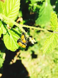 Close-up of insect on plant