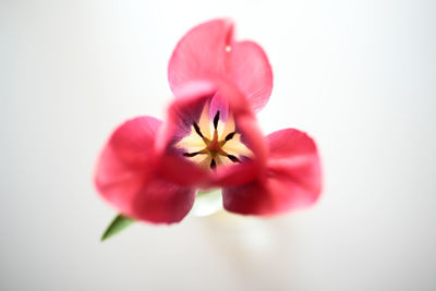 Close-up of pink flower against white background