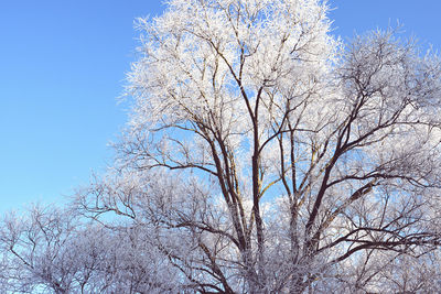 Low angle view of tree against sky