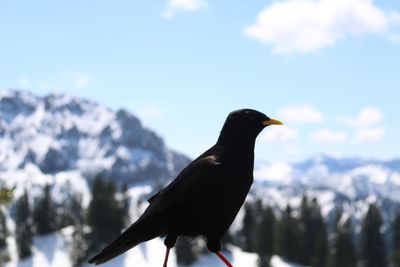 Close-up of bird perching on branch