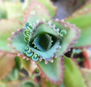 Close-up of cactus