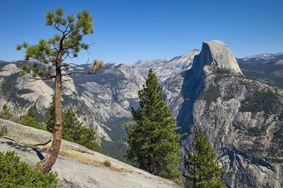 Low angle view of pine trees against mountains