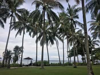 Palm trees on beach against sky