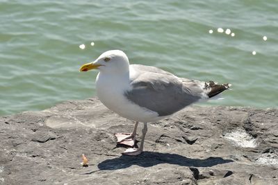 Seagull perching on rock by sea