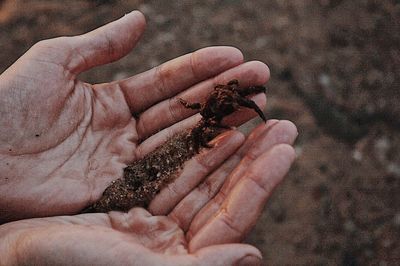 Close-up of hand holding crab on beach