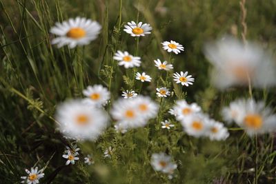 Close-up of white daisy flowers on field