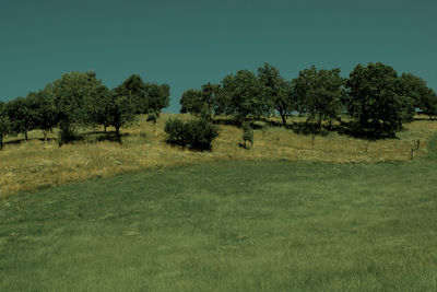 Trees on field against sky