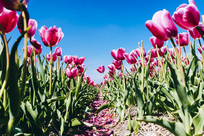 Tulip flowers blooming on field against sky