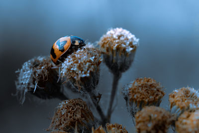 Close up image of ladybug on a grass with beautiful blue tones