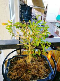 Close-up of plants growing in front of building