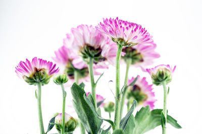 Close-up of pink flower against white background