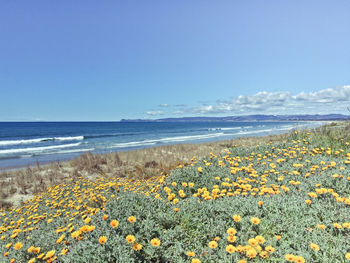 Scenic view of beach