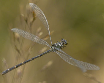 Close-up of dry plant