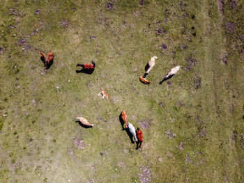 Top view of herd of horses grazing in the meadow. cedeira, galicia