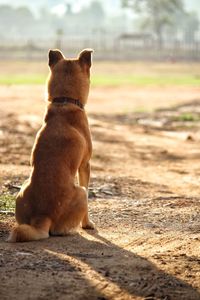 Dog sitting on a land