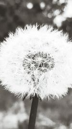 Close-up of dandelion