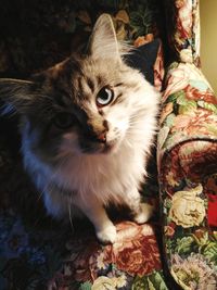 Close-up portrait of a cat