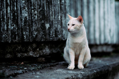 Cat looking away against wall