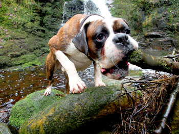 Dog looking away