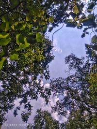 Low angle view of flowering trees against sky