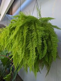 High angle view of potted plant