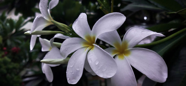 Close-up of white frangipani flowers in park