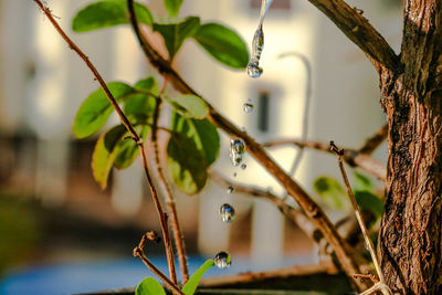 Close-up of fresh plant