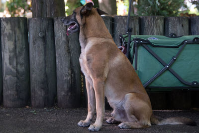 Dog in park