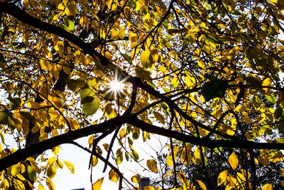 Low angle view of tree against sky