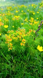 Close-up of flowers blooming in field