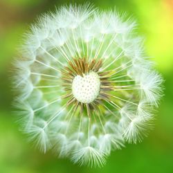 Close-up of dandelion on plant