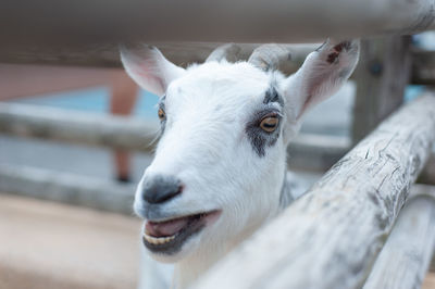 Close-up portrait of goat