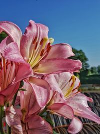 Close-up of pink lilies