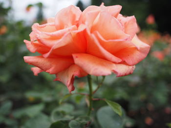 Close-up of pink flower blooming outdoors