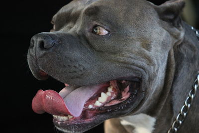 Close-up of dog looking away