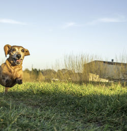 Portrait of dog on field