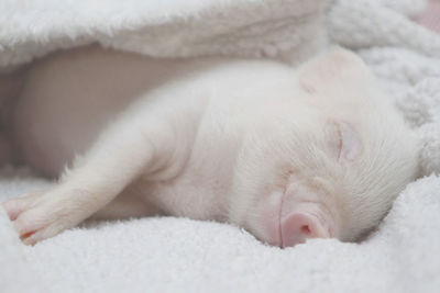 Close-up of a sleeping cat