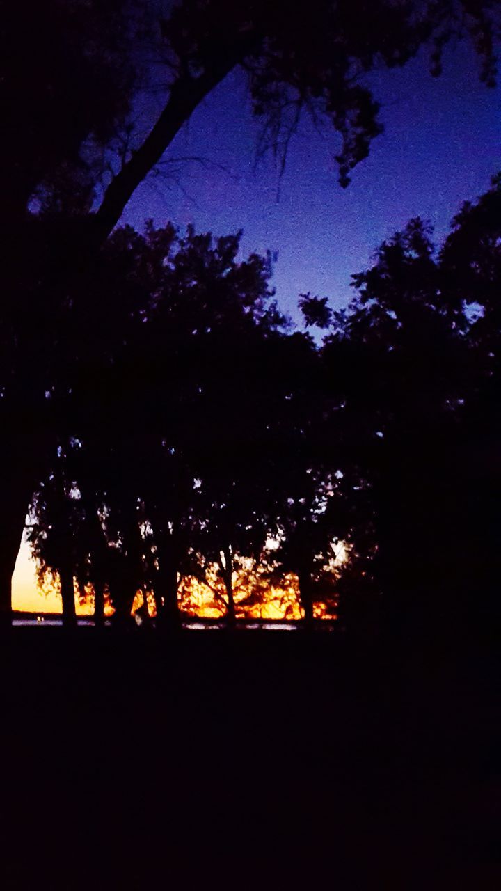 SILHOUETTE TREE AGAINST SKY AT NIGHT