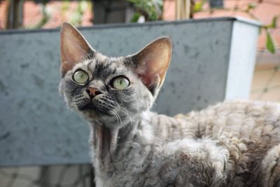 Close-up portrait of a devon rex cat