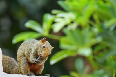 Close-up of squirrel