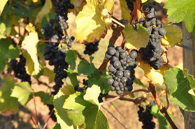 Close-up of grapes growing in vineyard