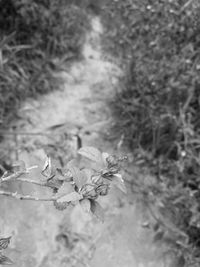 Close-up of plant against blurred background