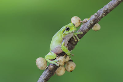 Close-up of frog on branch