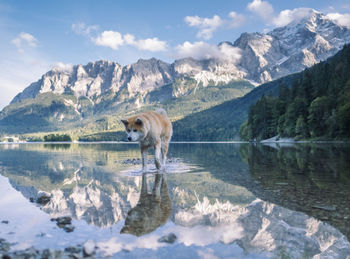 Akita inu walking in front of mountain scenery